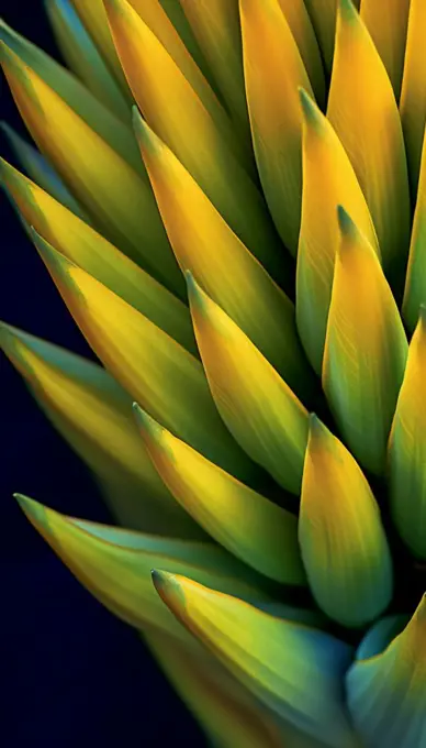 Extreme macro photo of the petals on an agave flower