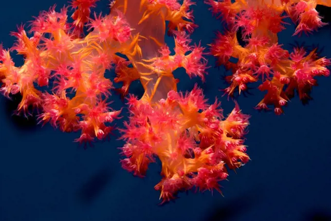 Klunzingers Soft Coral (Dendronephthya Klunzingeri)