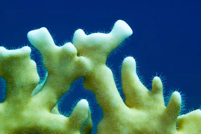 Fire Coral (Millepora Dichotoma)