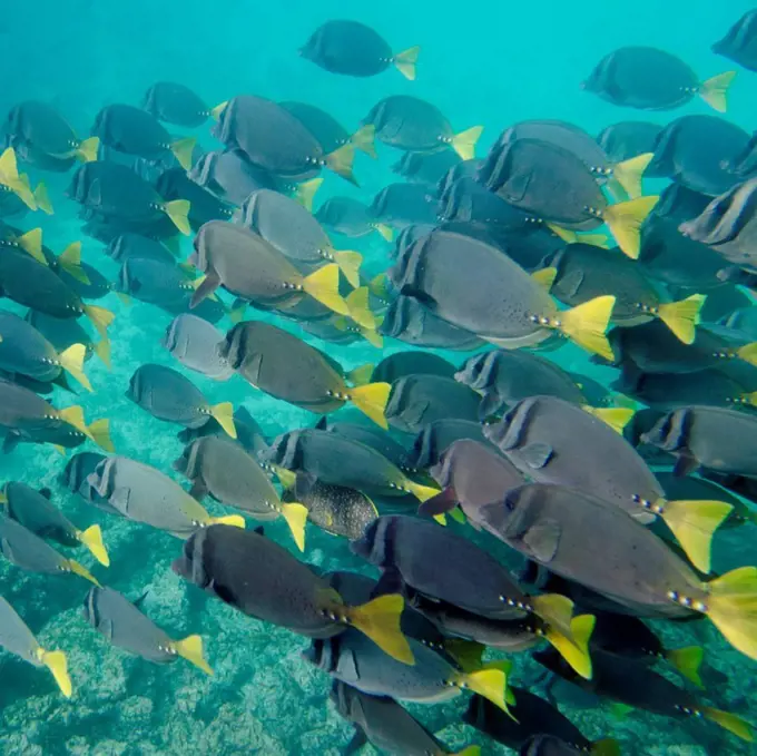 Surgeon fish (Zebrasoma flavescens) swimming underwater, Puerto Egas, Santiago Island, Galapagos Islands, Ecuador