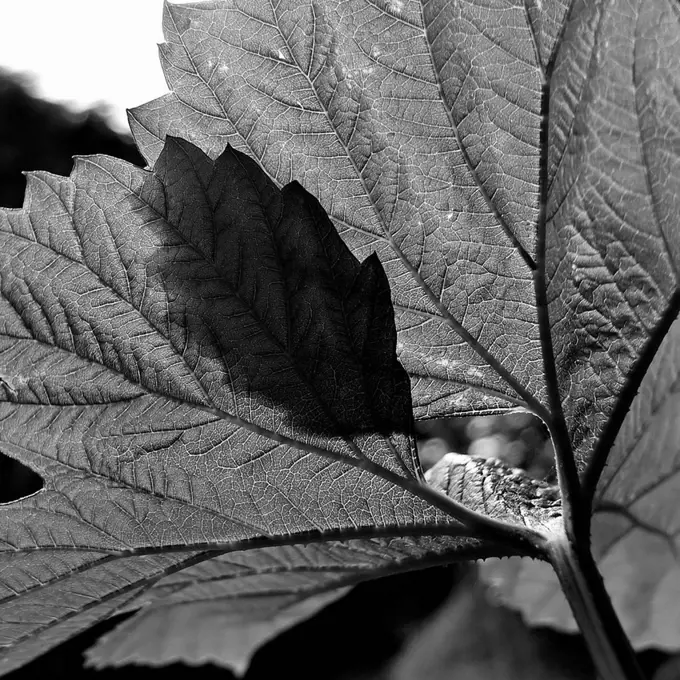 Leaves creating a shadow of another leaf.