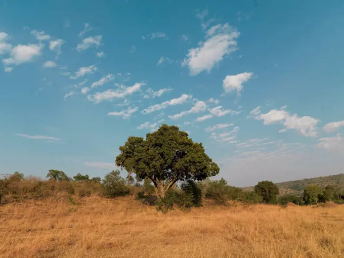 Landscape in Kenya Africa