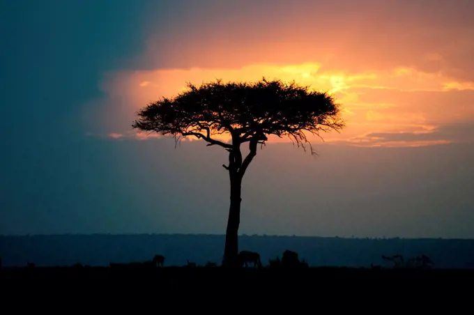 Kenya landscape at sunset