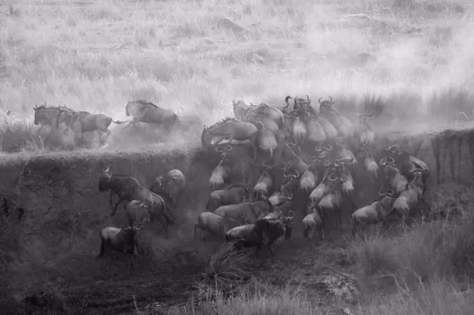 Herd of wildebeests in Kenya