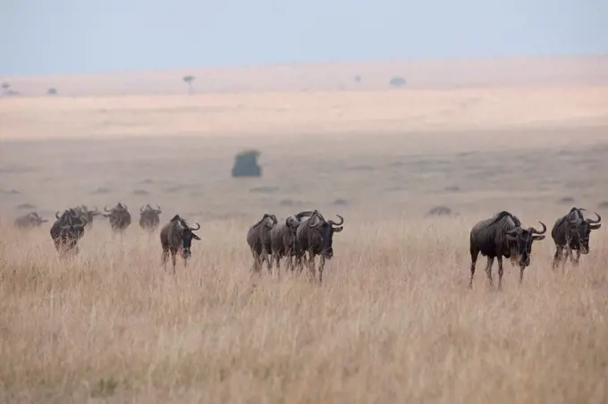 Herd of wildebeests in Kenya