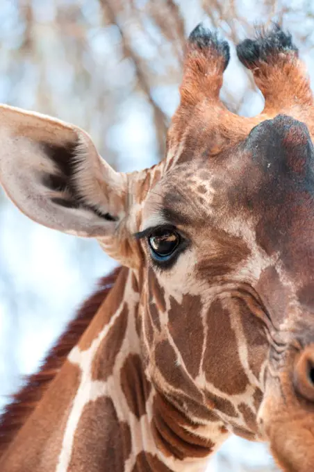 Giraffe wildlife in Kenya