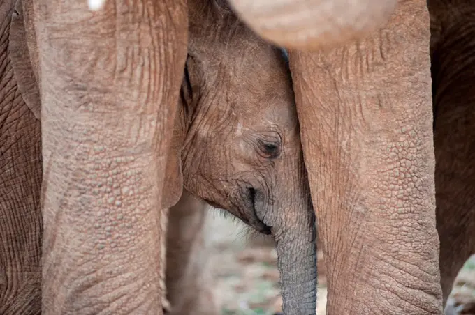 Elephant wildlife in Kenya