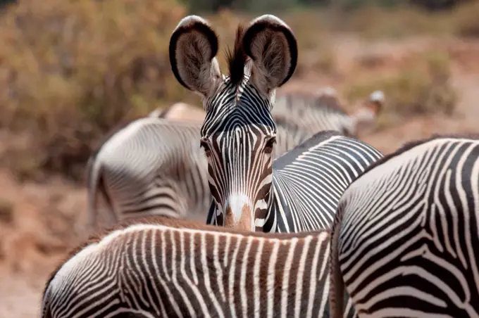 Zebra wildlife in Kenya