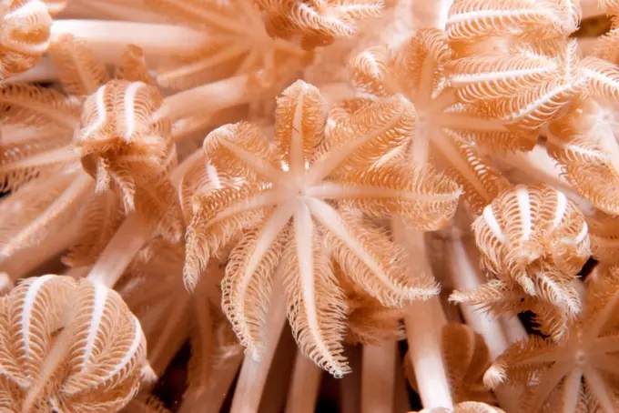 Underwater photography, coral