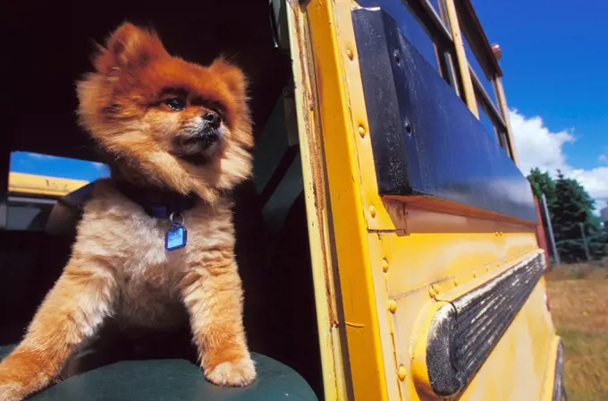 Little Dog Standing in Schoolbus