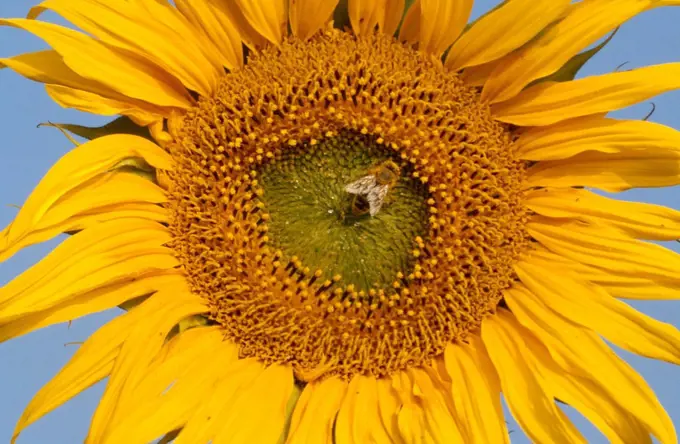 Bee on Sunflower