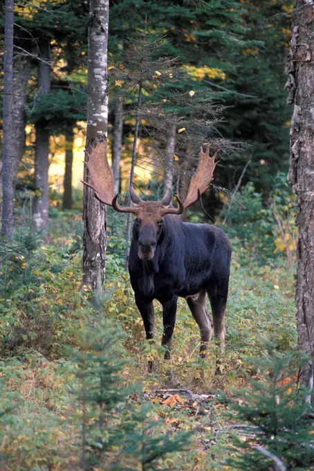 Moose in a New Hampshire Forest