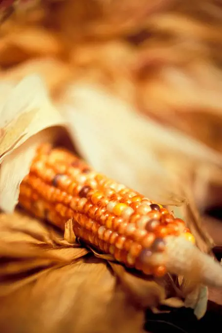 Single Ear of Native Corn