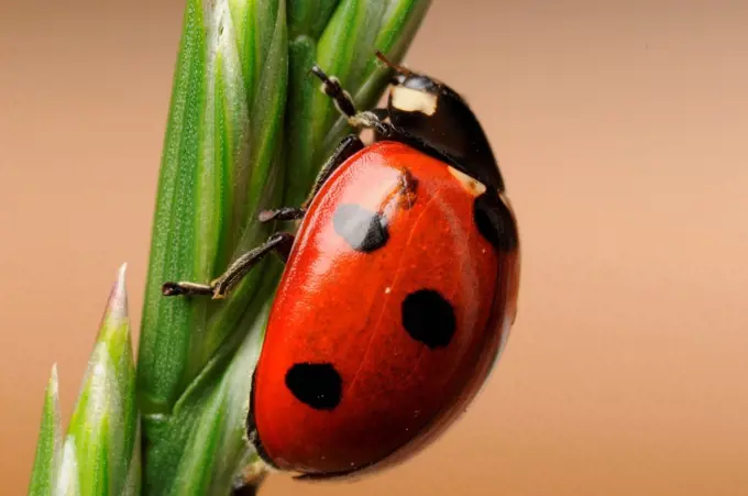 Close-up of Ladybird