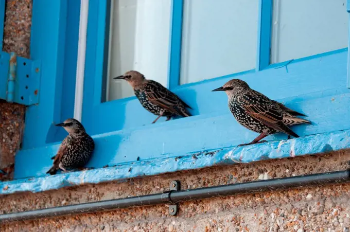 Starlings on window