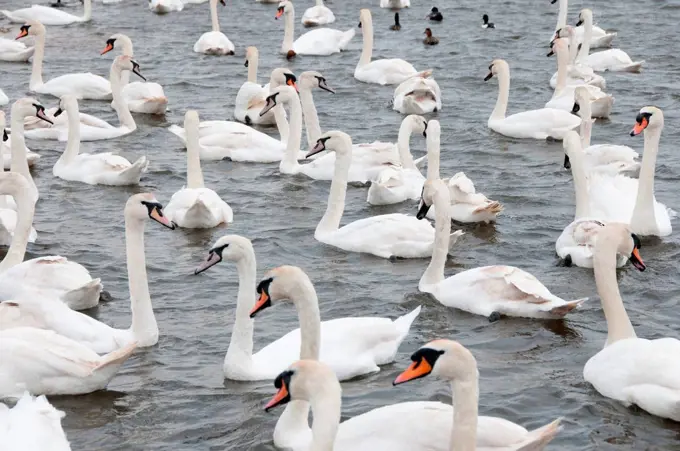 Collection of white Swans in water