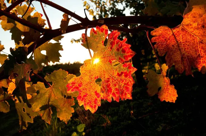 Sunlight Through Red Leaves