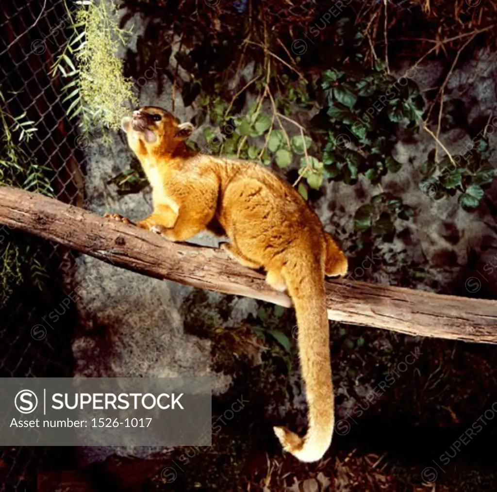 A Kinkajou (Potos Flavus) on a tree branch