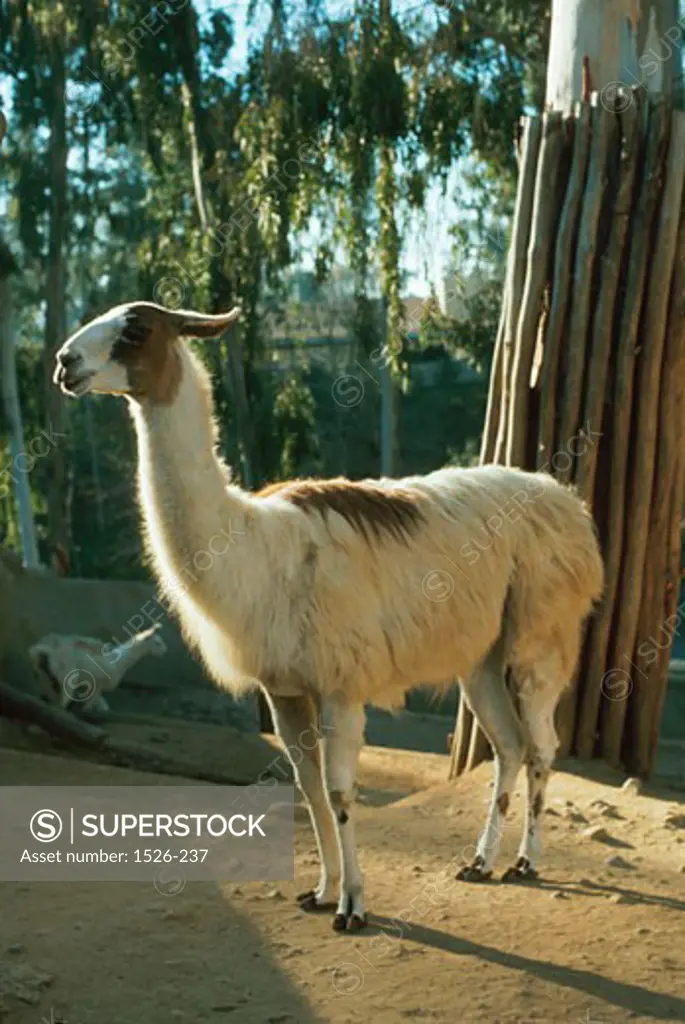 Side profile of a llama (Lama glama)