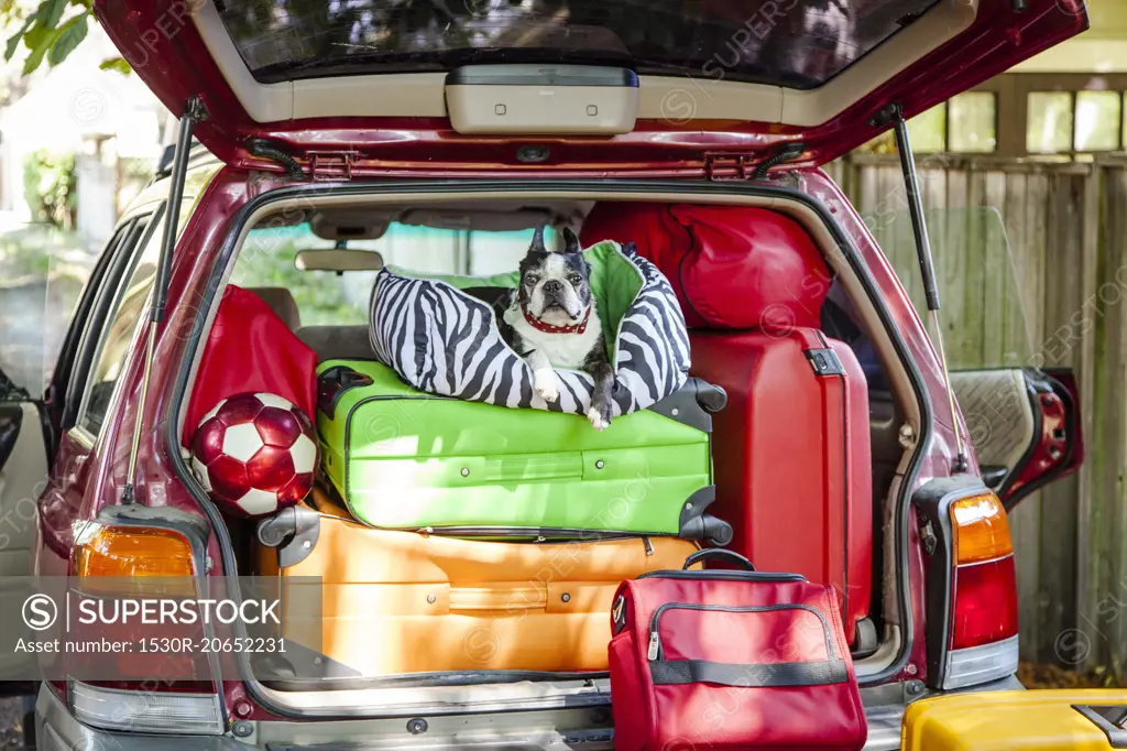 Dog sits atop luggage piled into a packed car