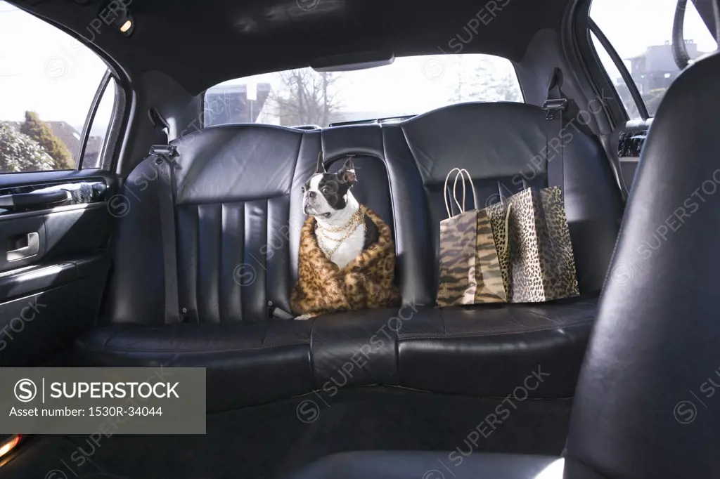 Boston Terrier sitting in car wearing clothes