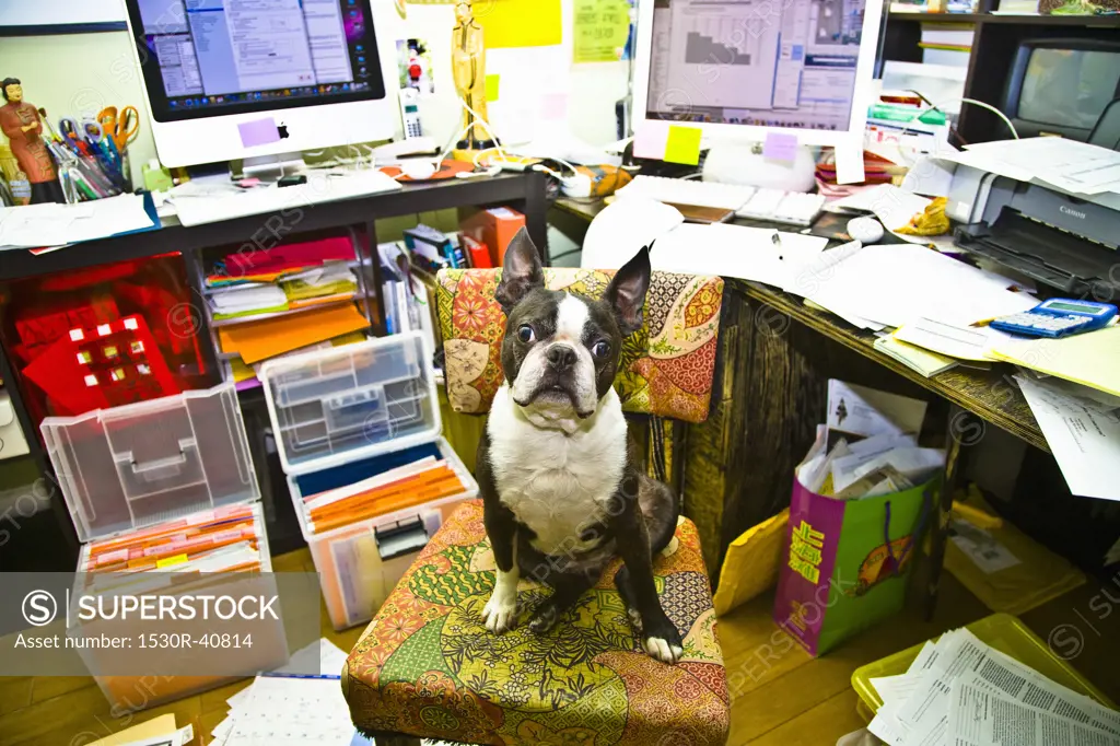 Boston terrier sitting at messy desk