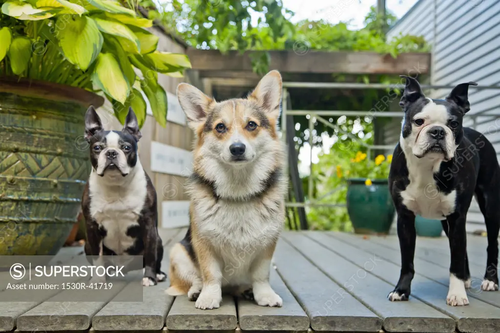 Three dogs standing on outdoor porch,