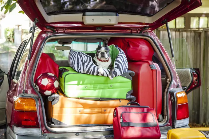 Dog sits atop luggage piled into a packed car