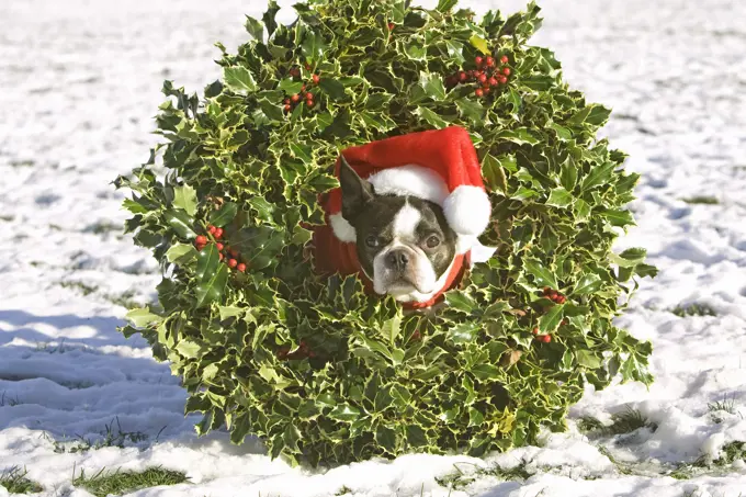 Boston Terrier dog wearing a Christmas wreath