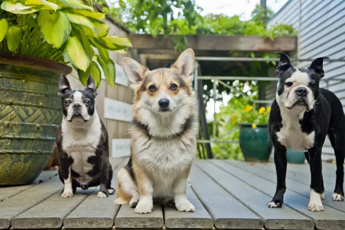 Three dogs standing on outdoor porch,