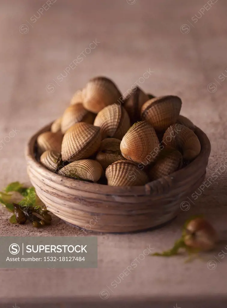 Venus mussels