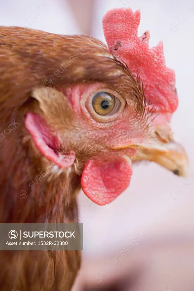 Head of a live hen