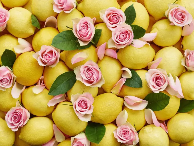 Lemons and pink rose petals with leaves (whole image)