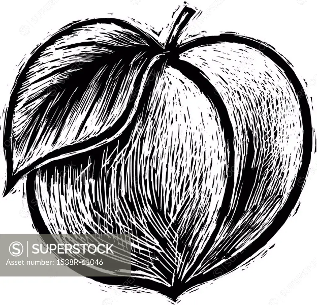 A black and white drawing of a fuzzy peach