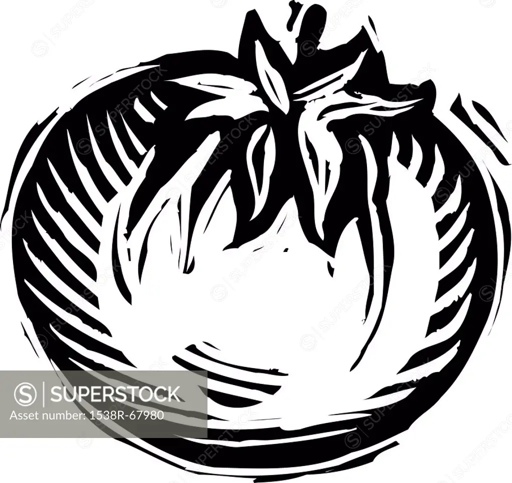 Illustration of a black and white tomato