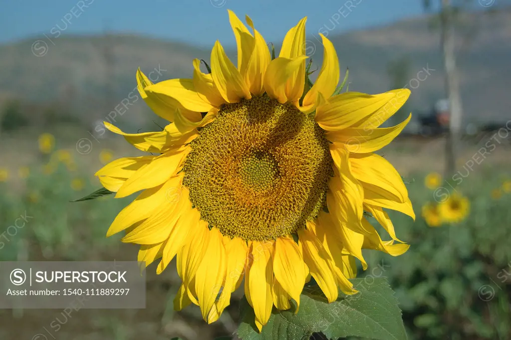 Sunflower (Latin Name Helianthus annuus) , Sunflower plant , Talegaon , Maharashtra  , India