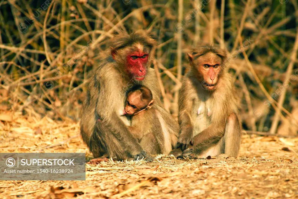 Bonnet monkey Macaca radiata particular specie with red face found in Bandipur ; Karnataka ; India