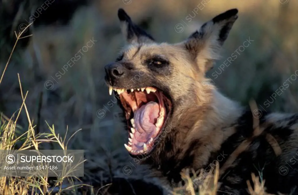 Close-up of an African Wild Dog snarling (Lycaon pictus)