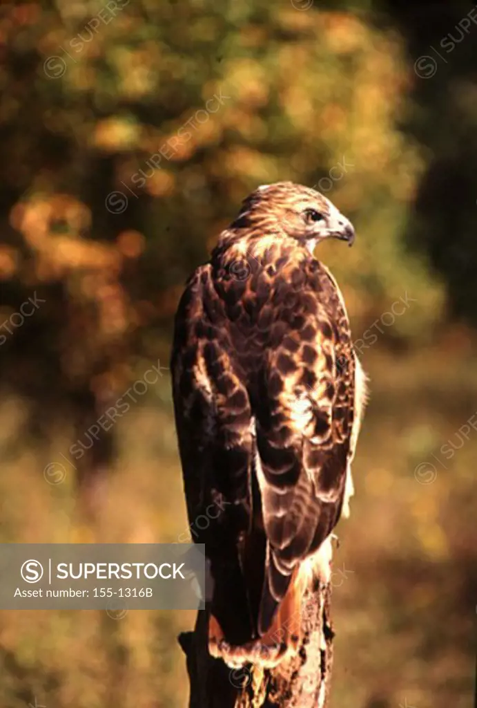 Red-Tailed Hawk