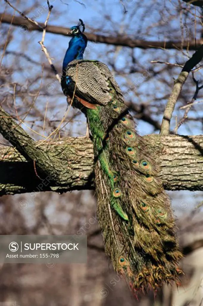 Peacock perching on a tree branch