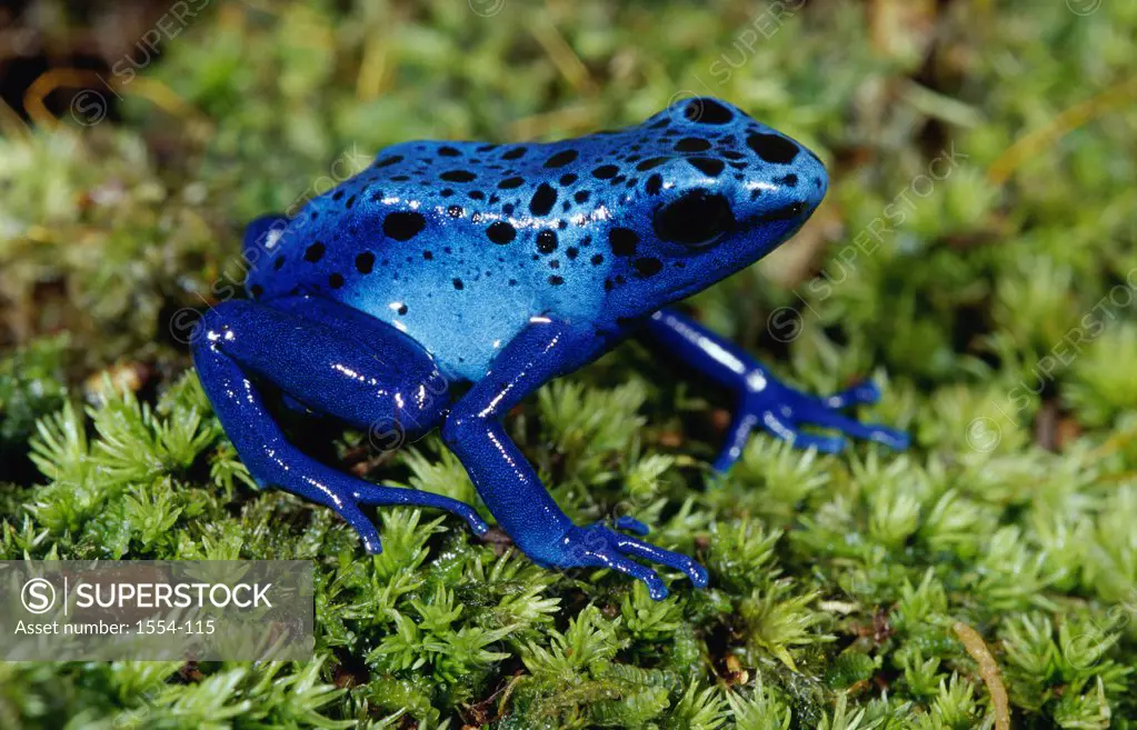 Close-up of a Blue Poison Dart Frog in the grass (Dendrobates azureus)