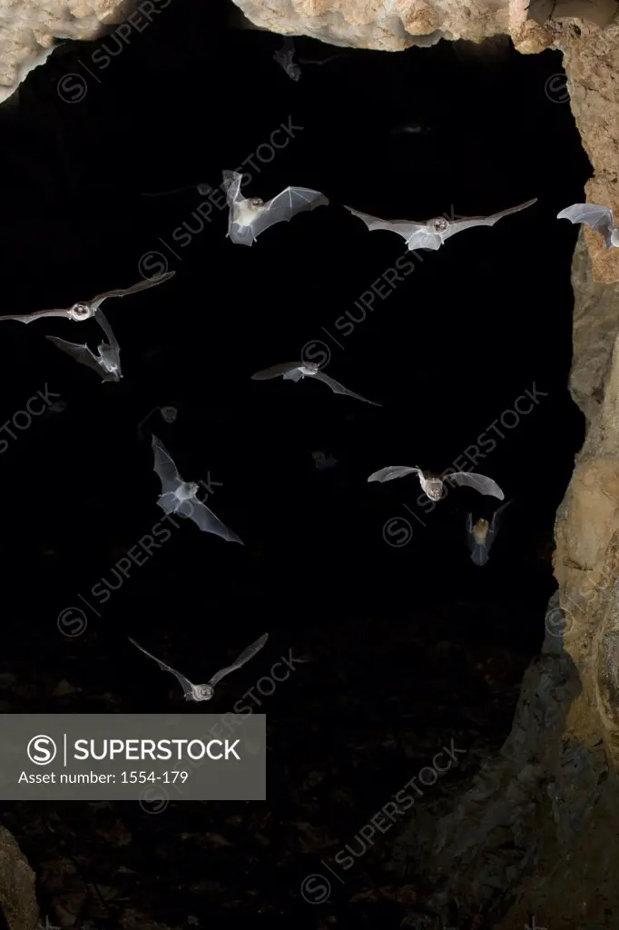 Ghost-Faced bats (Mormoops megalophylla) in a cave, Nuevo Leon, Mexico