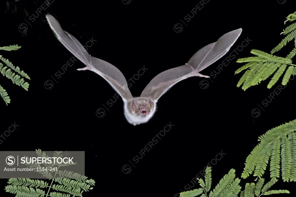 Hairy-Legged Vampire bat (Diphylla ecaudata) in flight