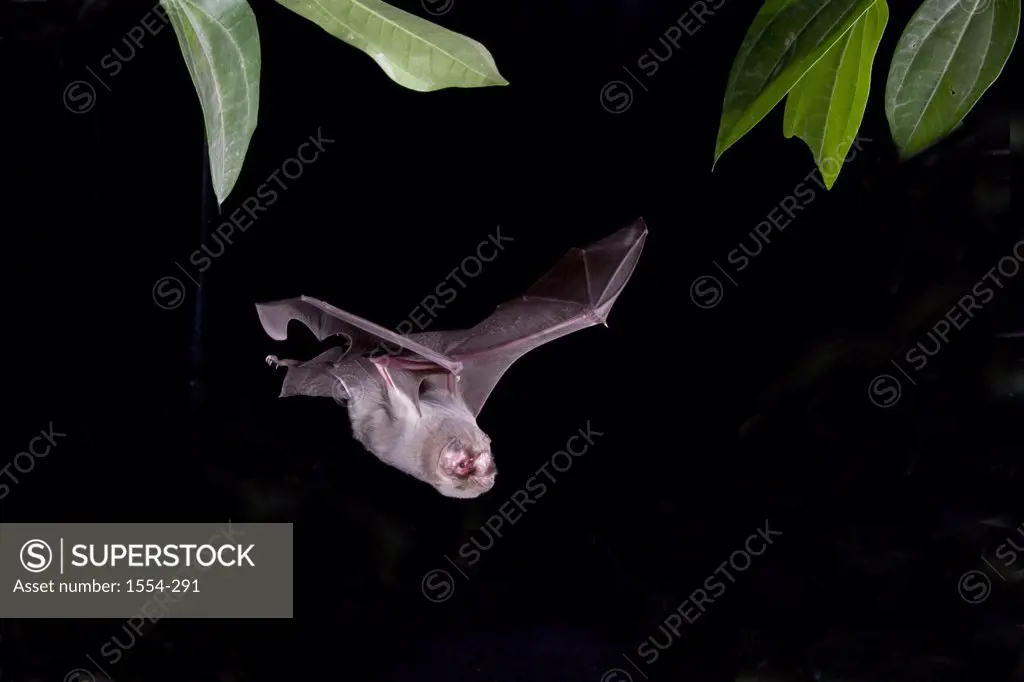 Ghost-Faced bat ( Mormoops megalophylla) flying at night, Tamaulipas, Mexico