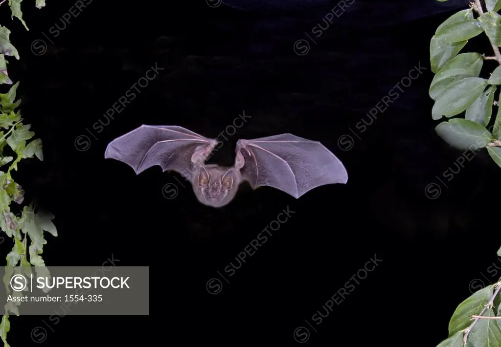 Neotropical Fruit bat (Dermanura toltecus) flying at night