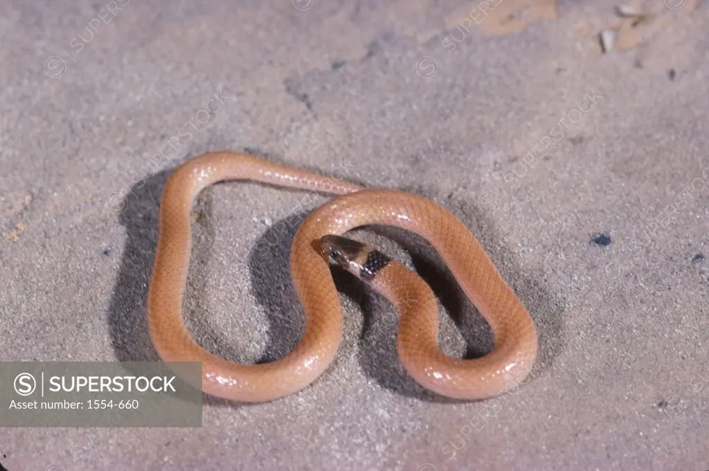 High angle view of Peninsula Crowned Snake (Tantilla relicta relicta), Florida, USA