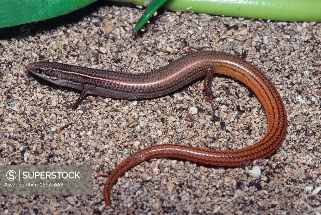 High angle view of a Florida Keys Mole Skink (Eumeces egregius egregius), Boot Keys, Florida Keys, Florida, USA