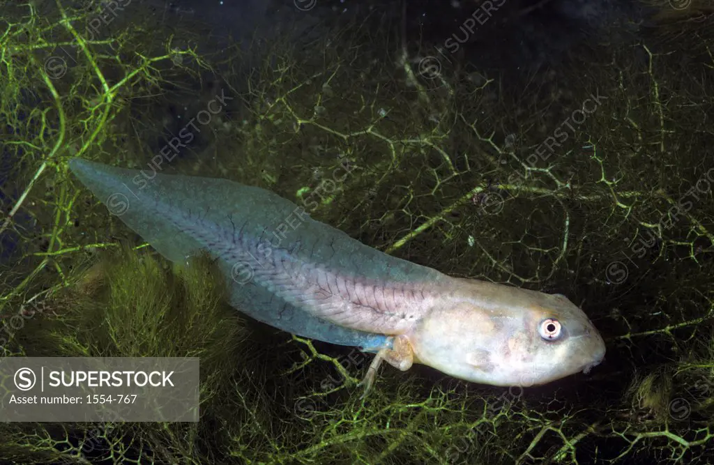 Gopher frog (Lithobates capito aesopus) tadpole, Florida, USA