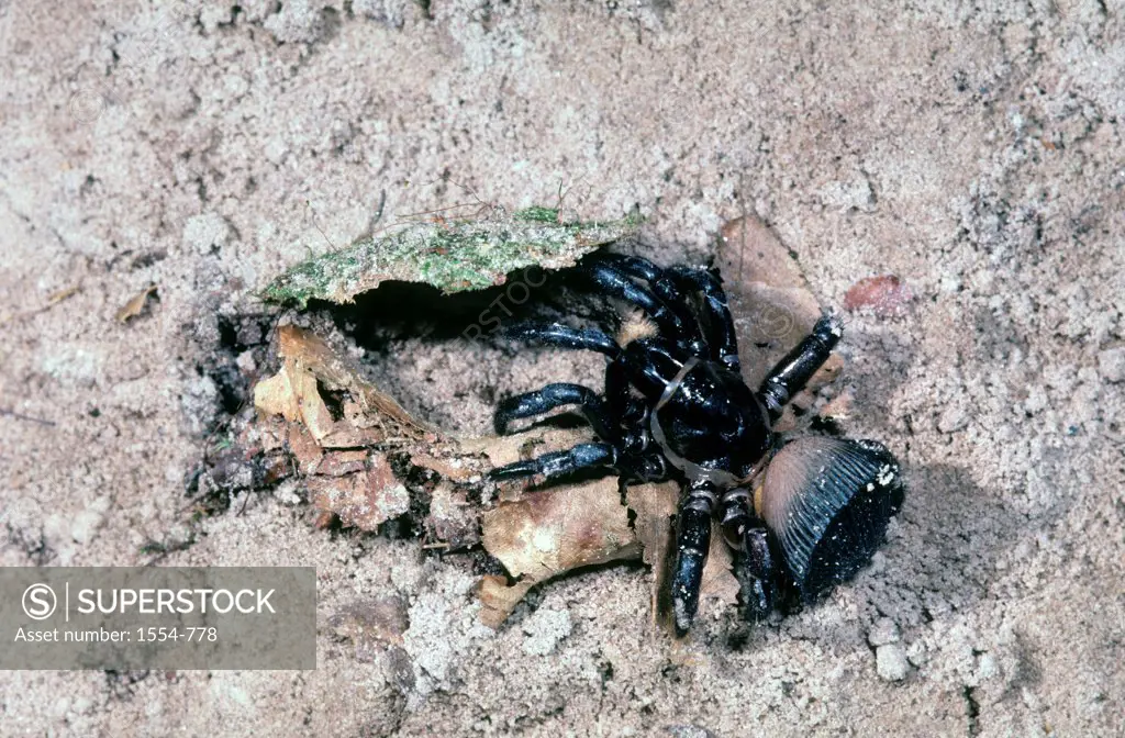 Trapdoor spider (Cyclocosmia truncata), Florida, USA