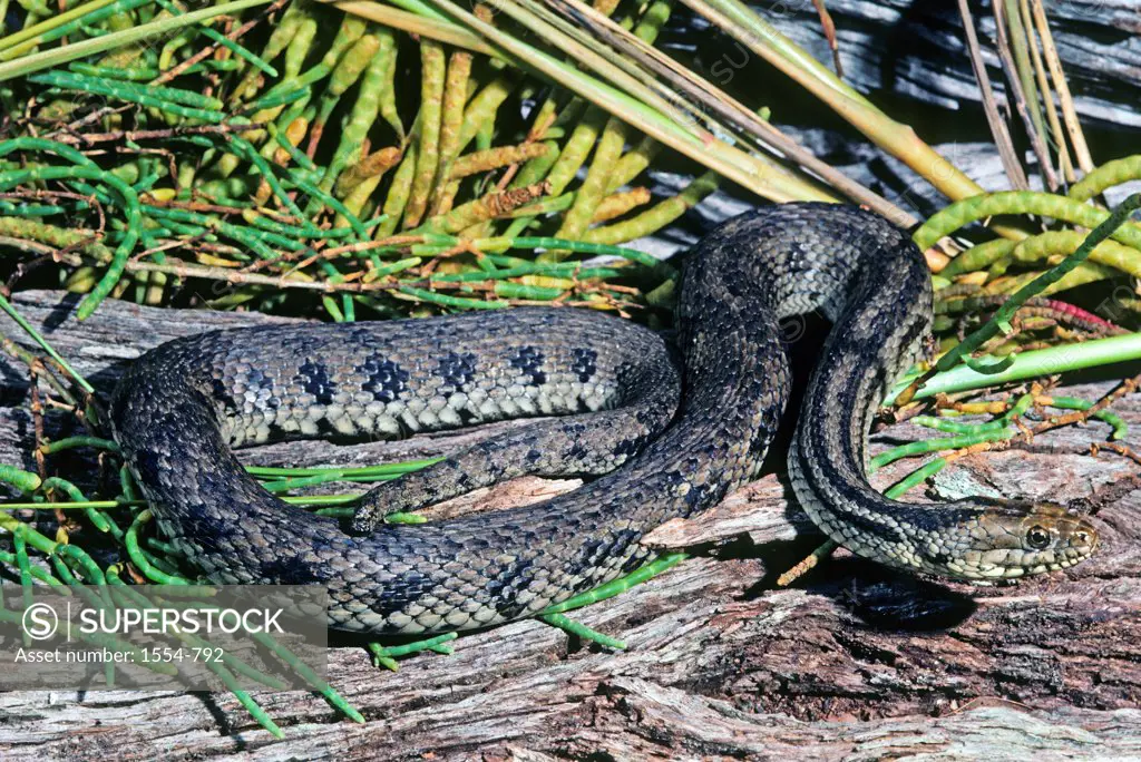 Close-up of an Atlantic Salt Marsh Snake (Nerodia clarkii taeniata) , Florida, USA